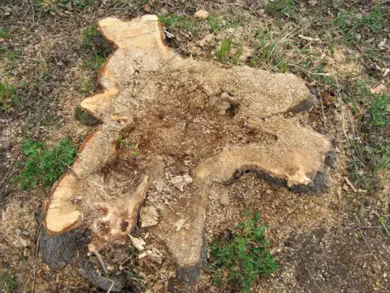 Stump removal in east launceston