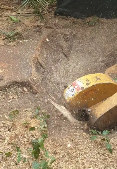 Stump removal in Ravenswood