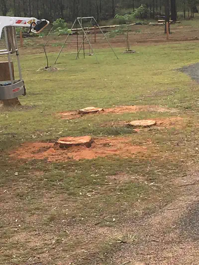 Stumps in the ground ready for stump removal in Riverside Launceston