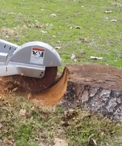 Stump Removal In Waverley Launceston