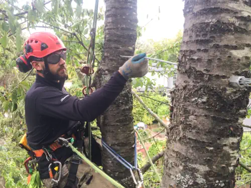 A tree being cabled by one of our tree arborists in Launceston