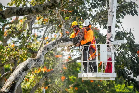 Two of our tree removal professionals in a scissor lift during a tree service job