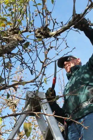 Tree pruning in kings meadows Launceston