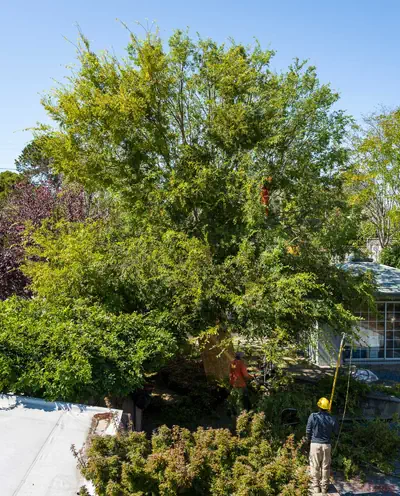 Tree pruning in punchbowl, launceston