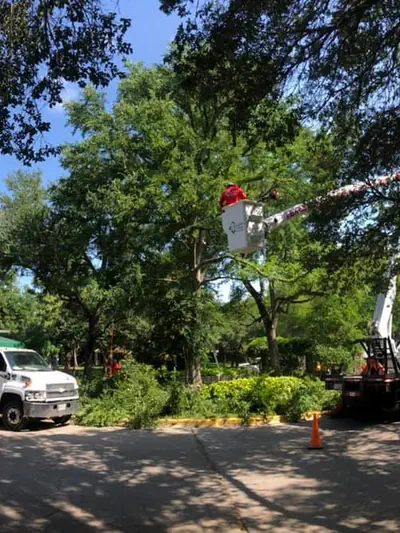 Tree pruning in Ravenswood