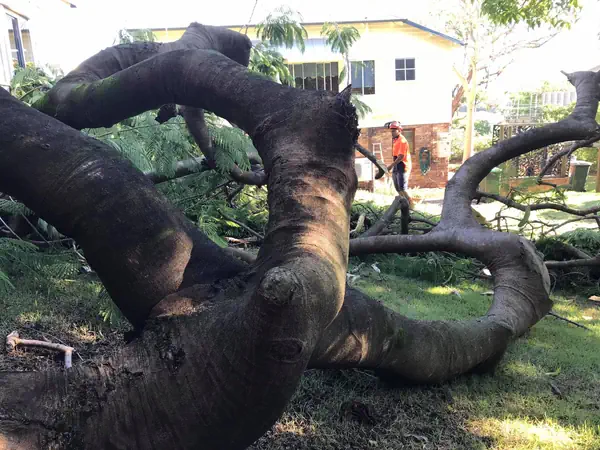 Emergency tree removal in punchbowl, launceston