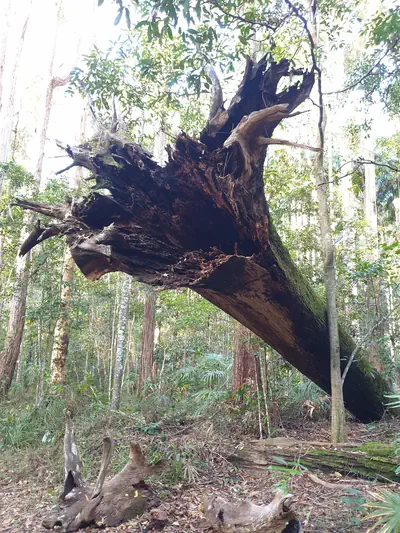 Fallen tree removal in Ravenswood Tasmania