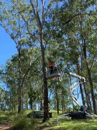 Tree removal in riverside Launceston