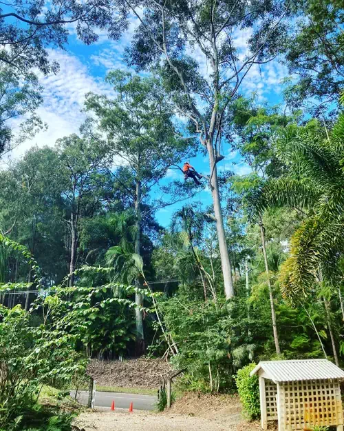 Tree removal in Waverley Launceston