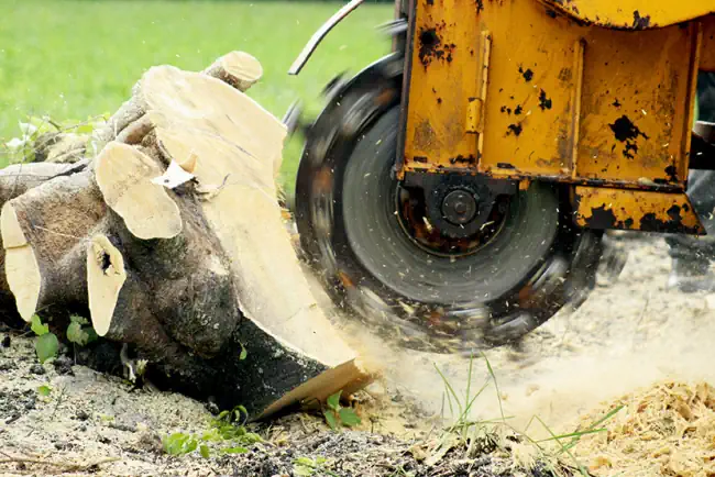 A tree stump in the middle of the strump grinding process in a launceston yard
